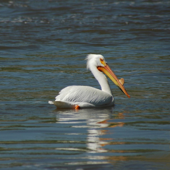 White Pelican in the tailwaters below Red Rock Dam