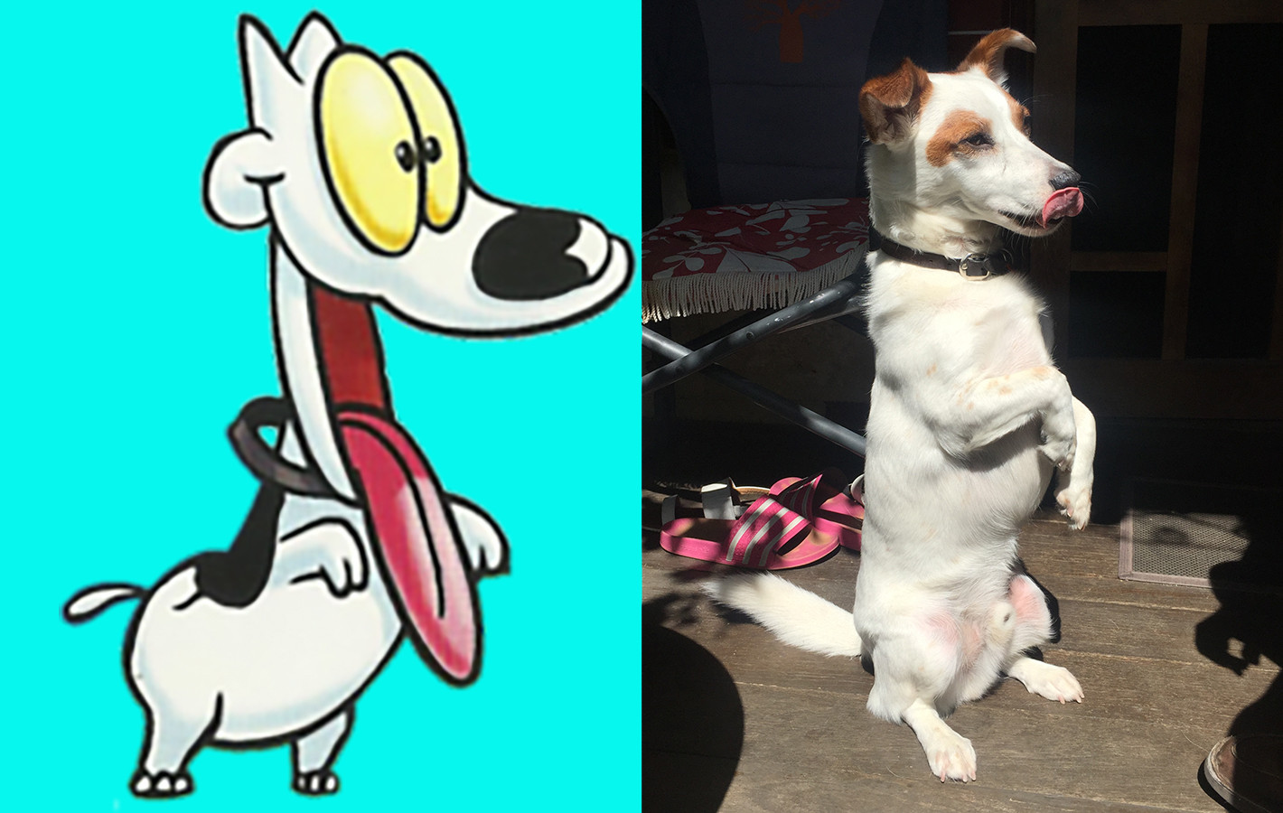 Spunky the dog, resembling the author's own