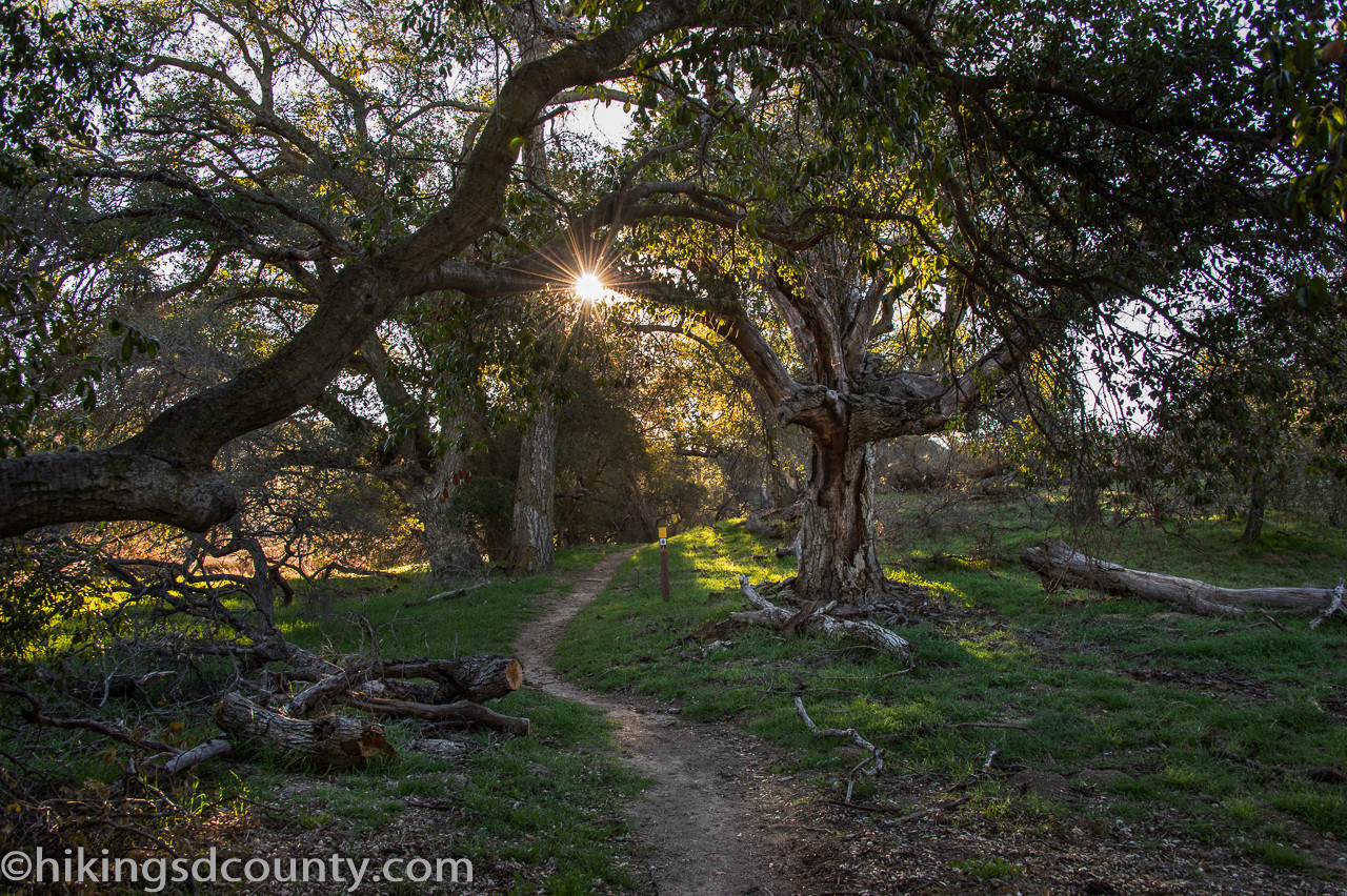 alt text: The PCT trail near Eagle Rock, shaded by oak trees and lined with lush green grass.