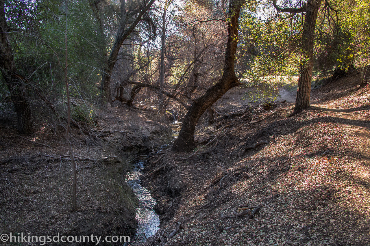 Winding trail section with trees and creek views near Eagle Rock