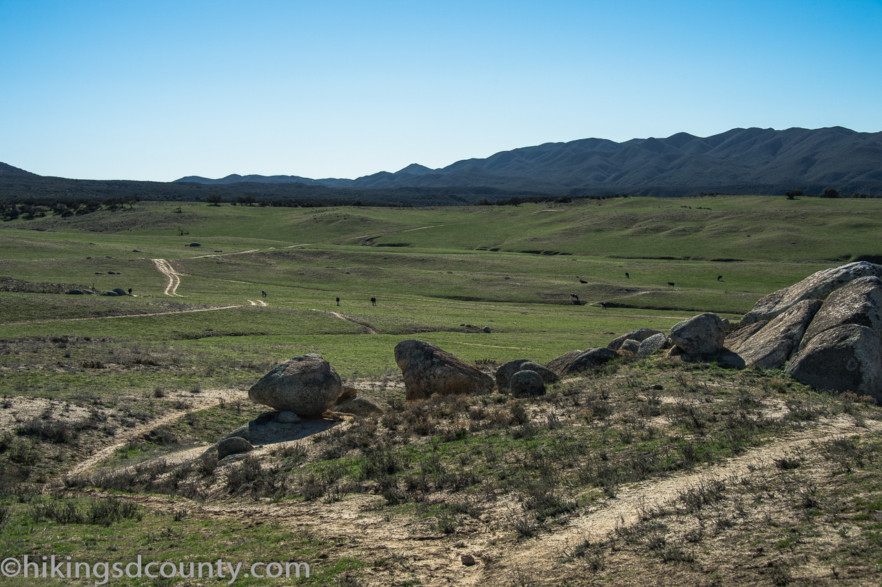 Cows grazing in the distance near Eagle Rock, Warner Springs