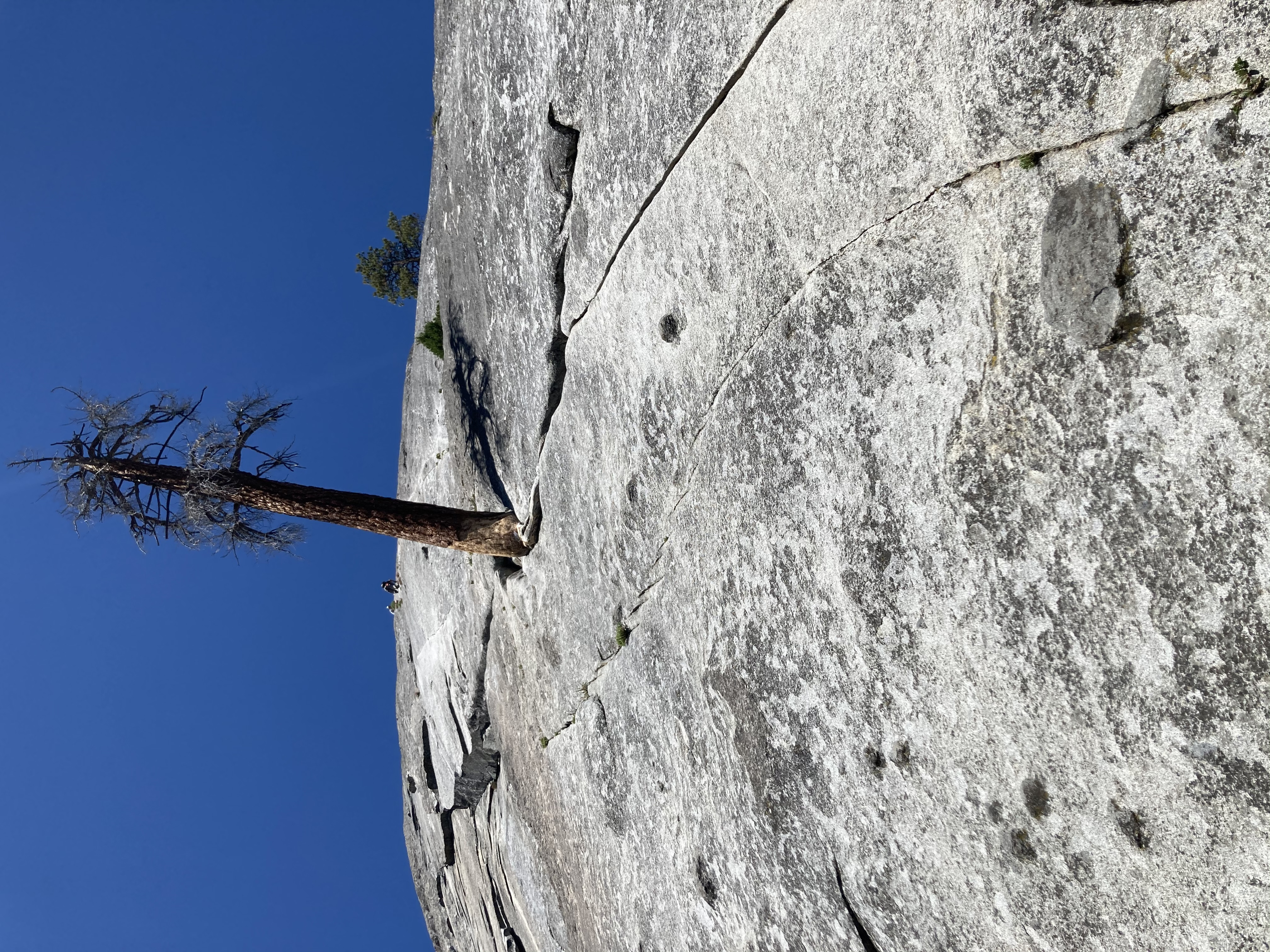 Looking up the Tree Route on Dome Rock towards the iconic tree