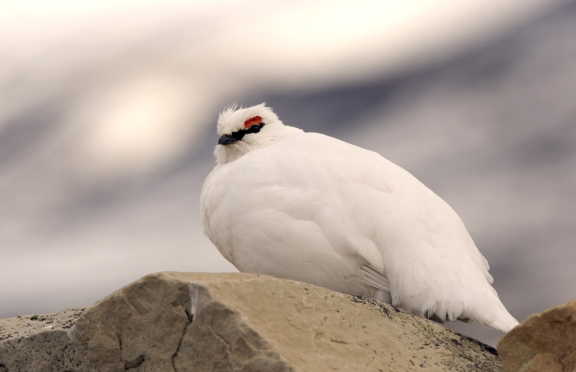 Svalbard rock ptarmigan bird in its tundra habitat, showcasing its year-round Arctic survival.