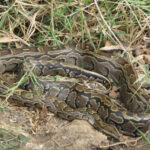 large coiled snake with pattern that blends in with grass