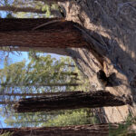 Well-defined trail leading to Dome Rock climbing route