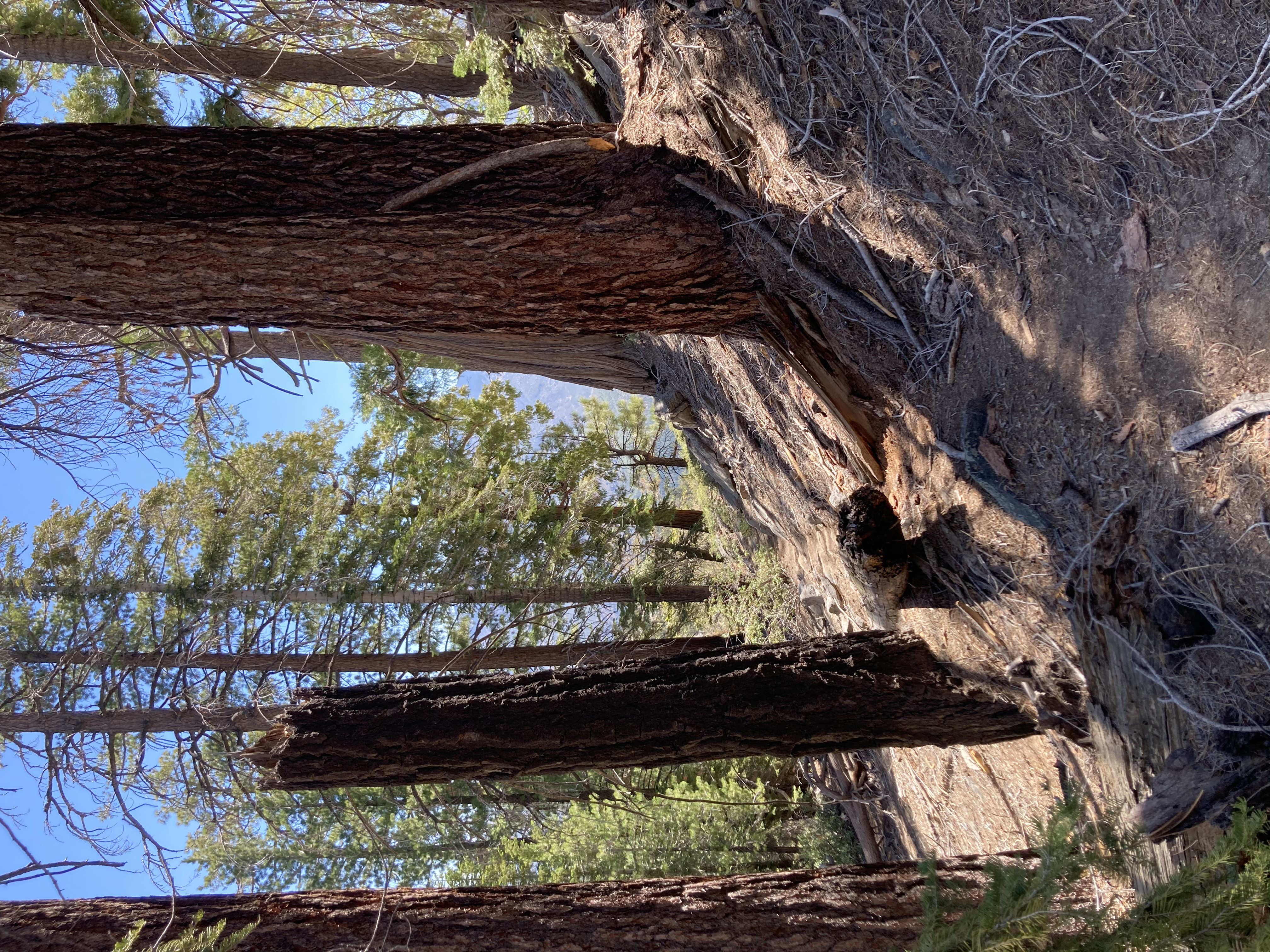 Well-defined trail leading to Dome Rock climbing route