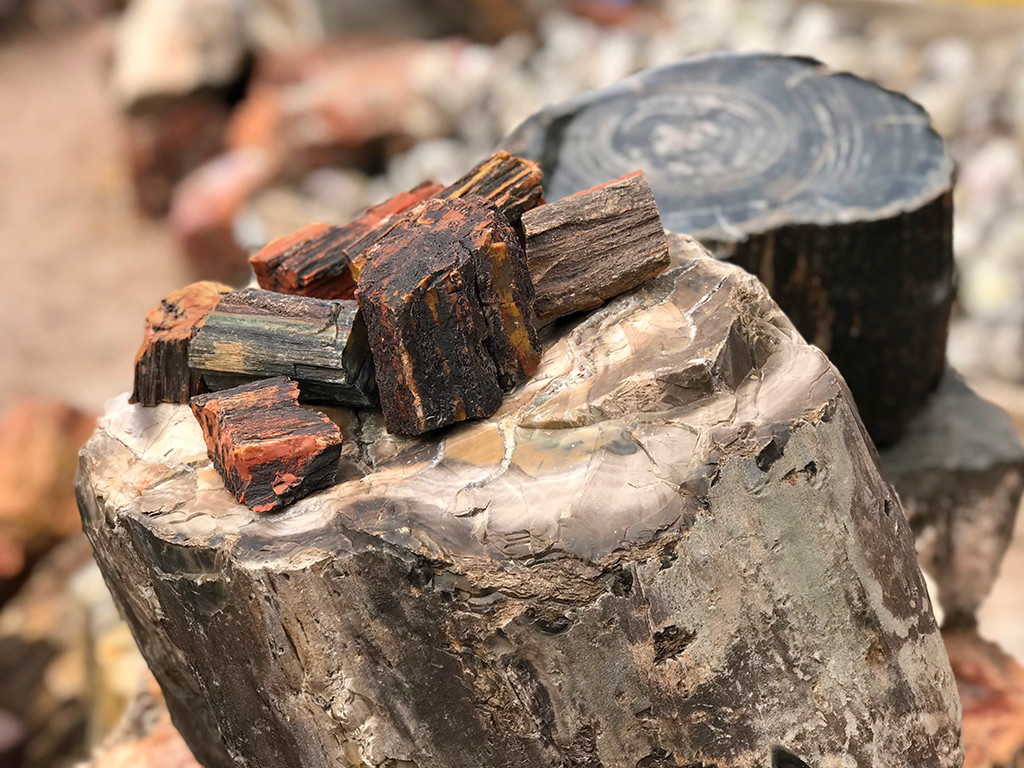 Close-up of Arizona petrified wood pieces, displaying the wood grain texture replaced by colorful minerals