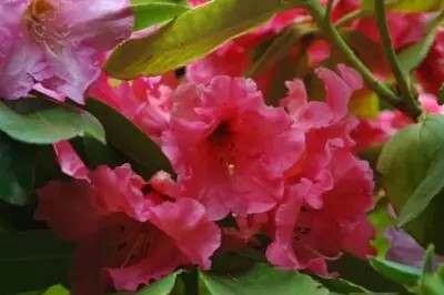 Rhododendron flowers blooming in Big Rock Garden Park during springtime