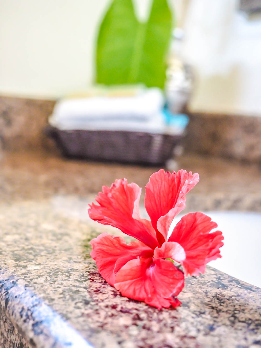 Close-up of a red flower on a bathroom counter at Black Rock Lodge Belize