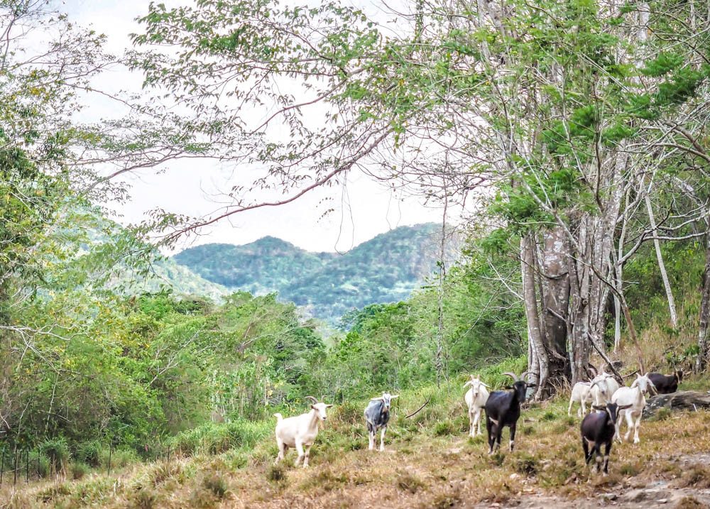 Herd of goats in a jungle clearing at Black Rock Lodge Belize