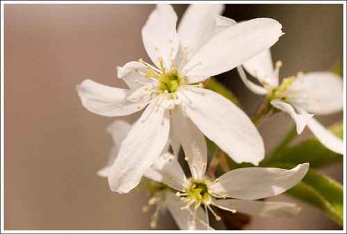 Flowering trees along the Buzzard Rock hiking trail