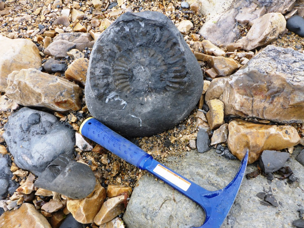 Limestone fossil rock on the beach at Lyme Regis, known for containing well-preserved ammonite fossils.