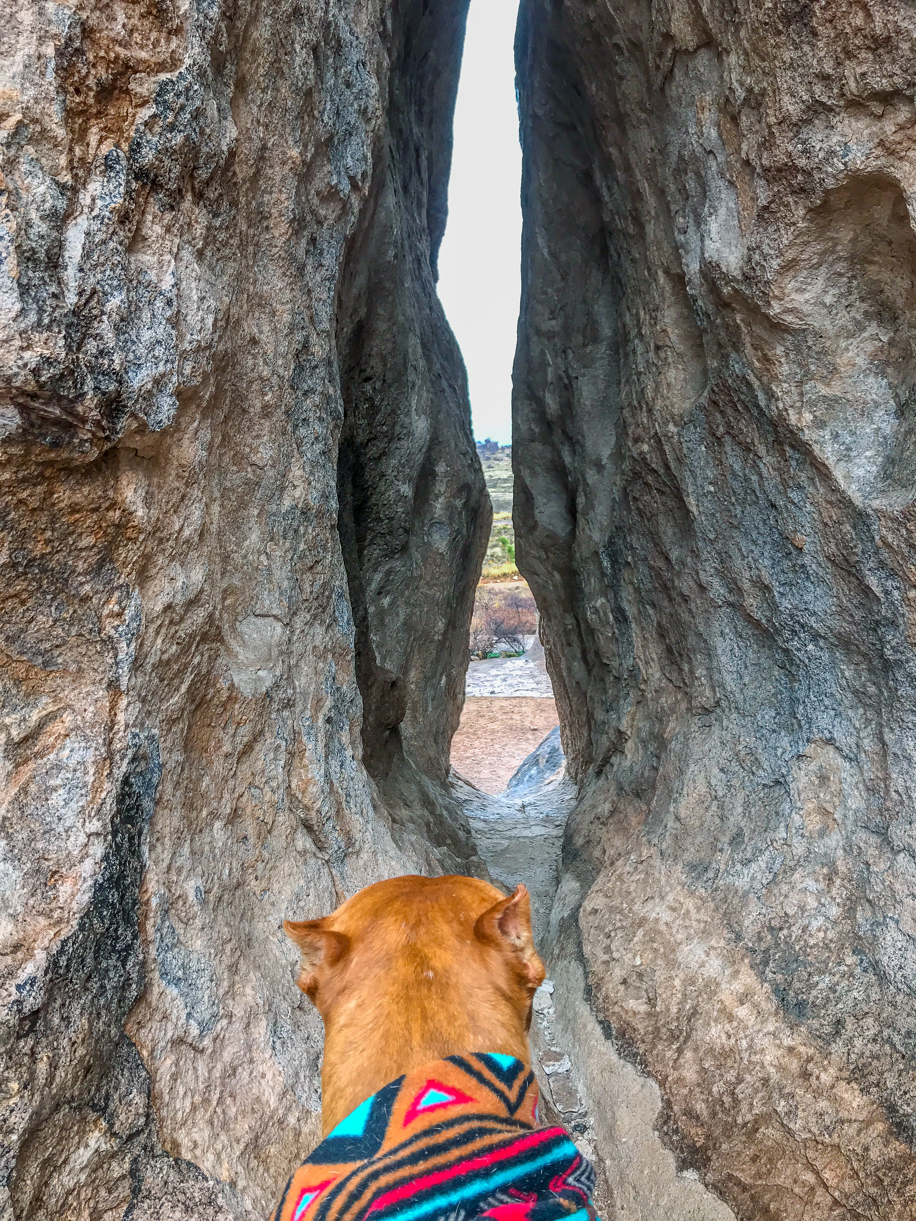 A brown dog curiously peeks through a narrow crevice between massive boulders in City of Rocks State Park, New Mexico, showcasing the park's intricate rock formations and inviting exploration