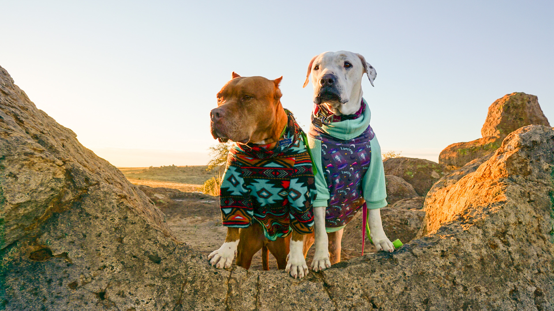 Two happy pit bull dogs enjoy the view from a rocky ledge at dog-friendly City of Rocks State Park in New Mexico.