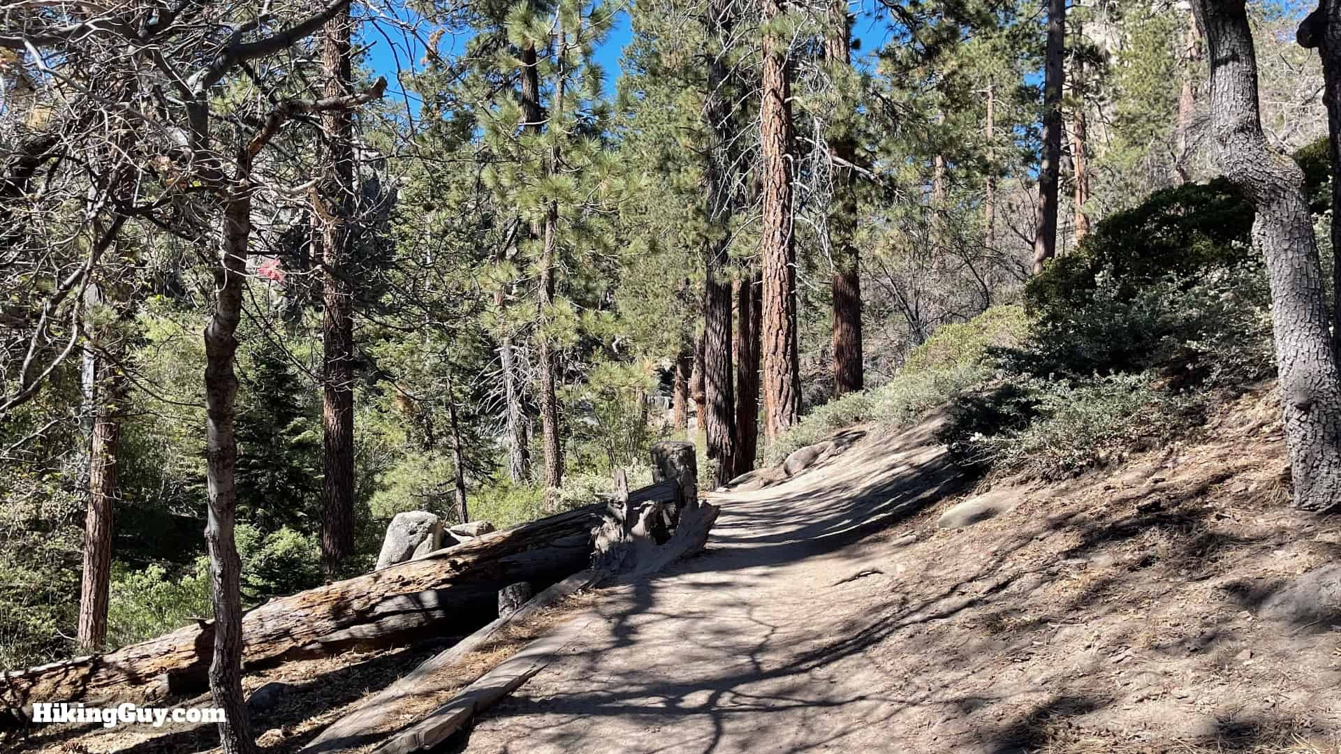 Level forest section of Castle Rock Trail