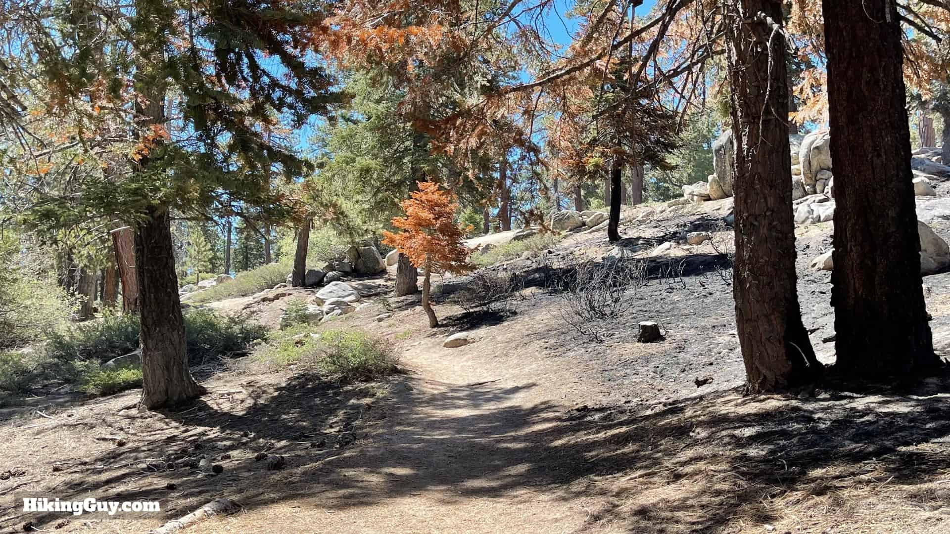 Level trail section towards Bluff Lake