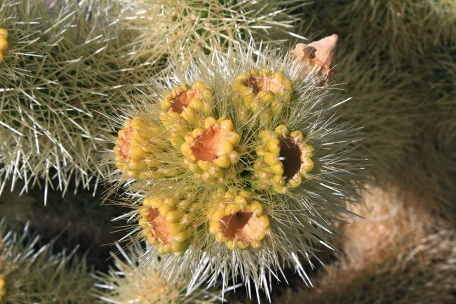 A close-up of a Cholla Cactus with its spines and a small flower.