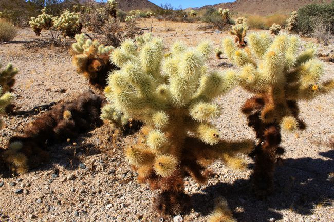 A dense cluster of Cholla Cactus in Joshua Tree National Park.