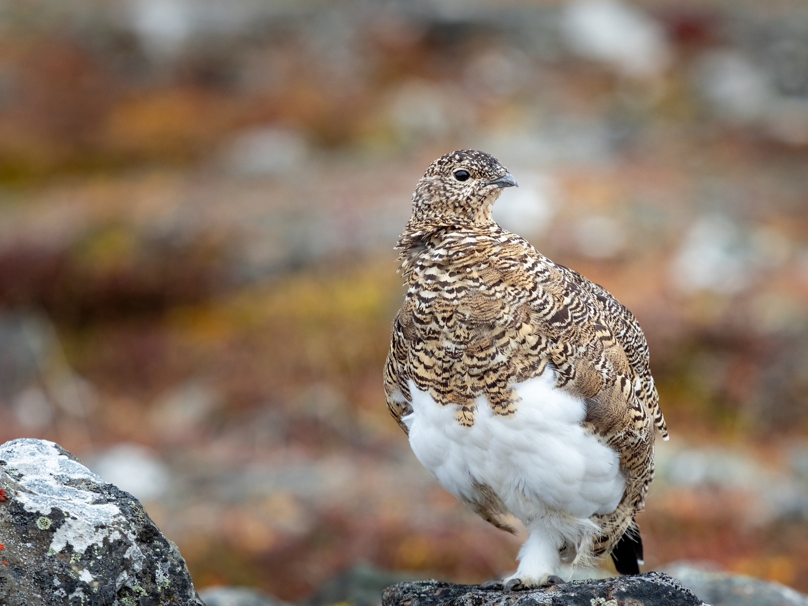 Svalbard rock ptarmigan bird in summer plumage, highlighting its adaptability and beauty in the Arctic.