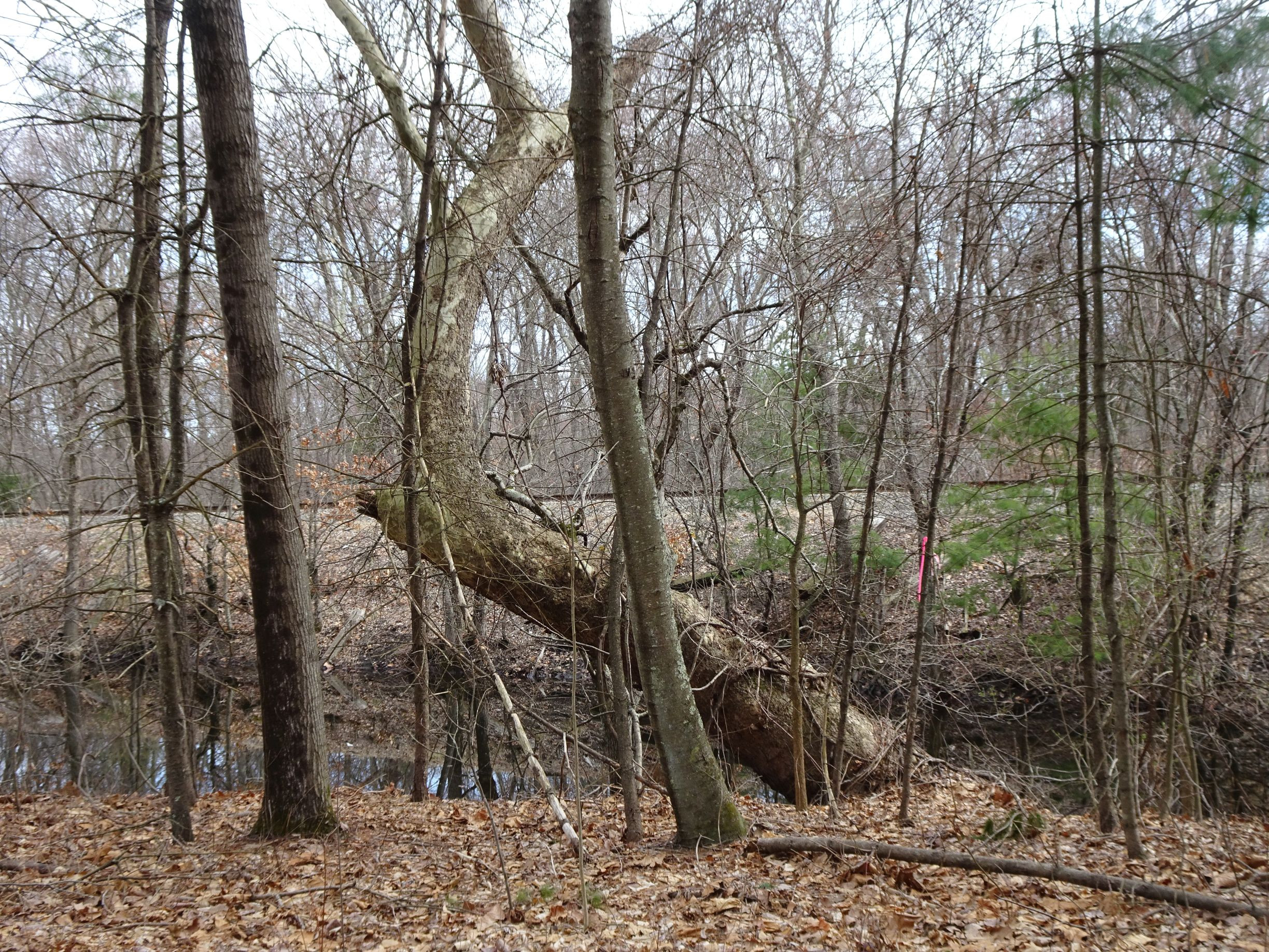 Sycamore tree at Skull Rock Lock