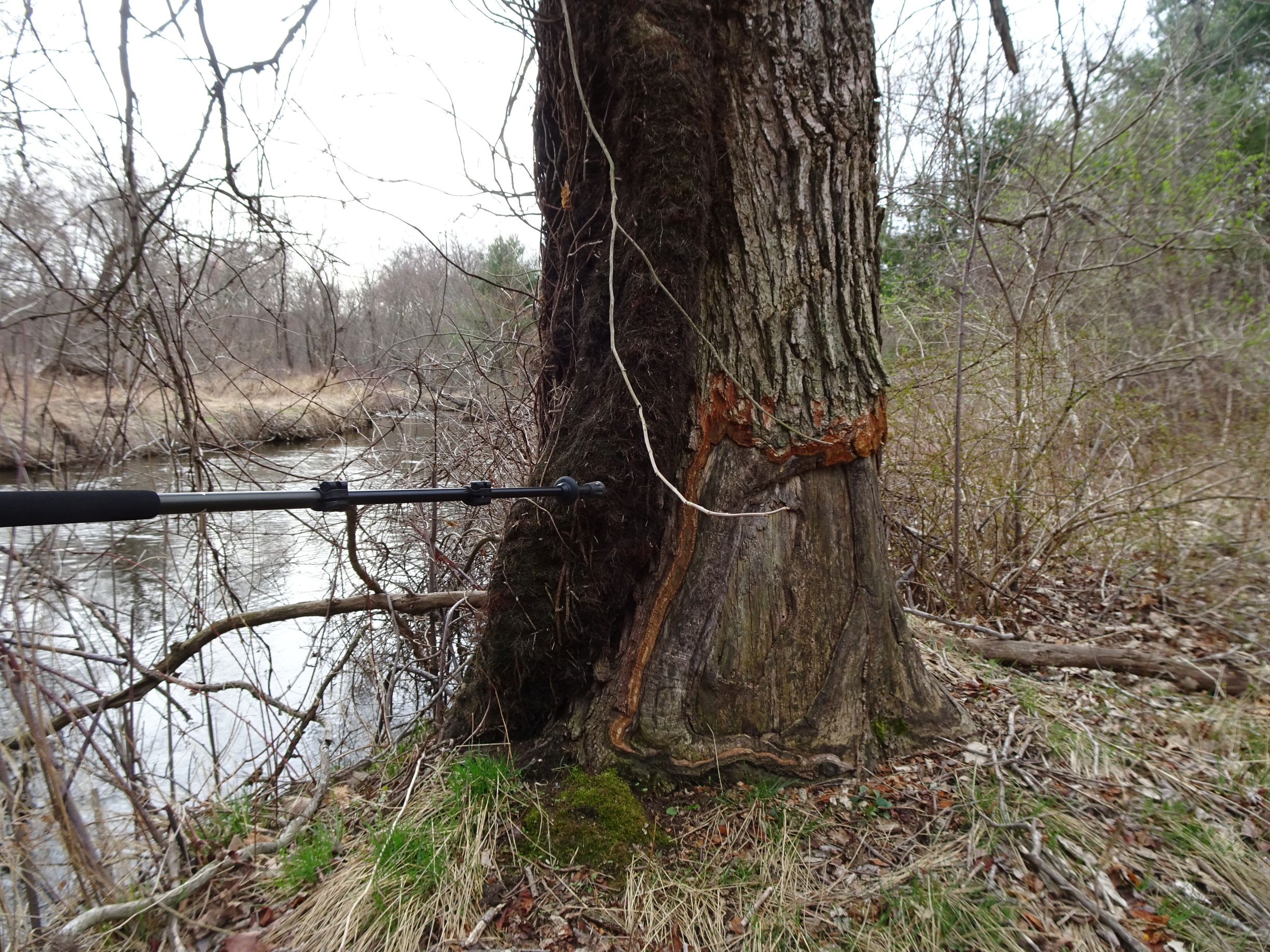 Poison Ivy at Skull Rock Lock