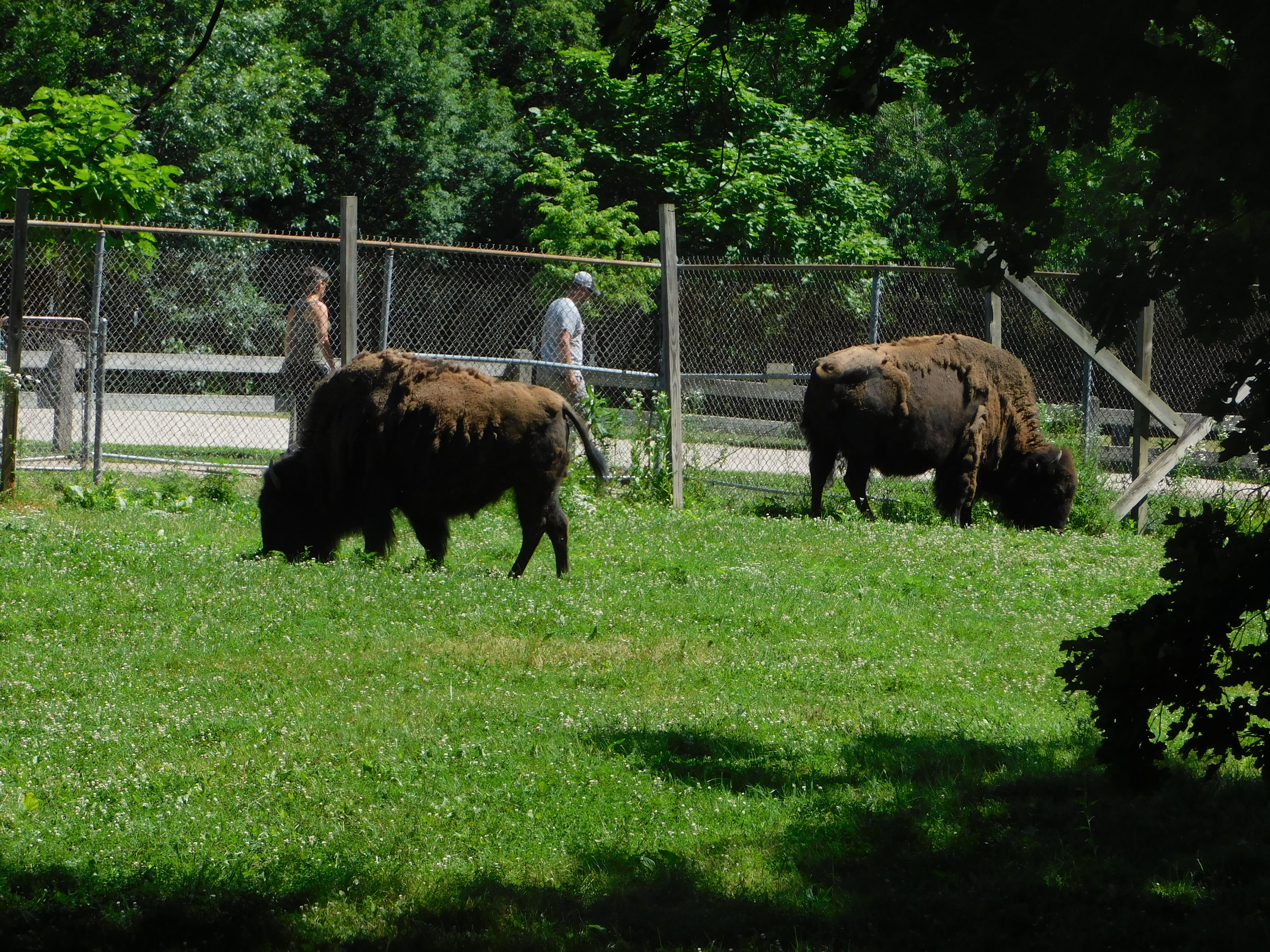 Bison grazing at Buffalo Rock State Park