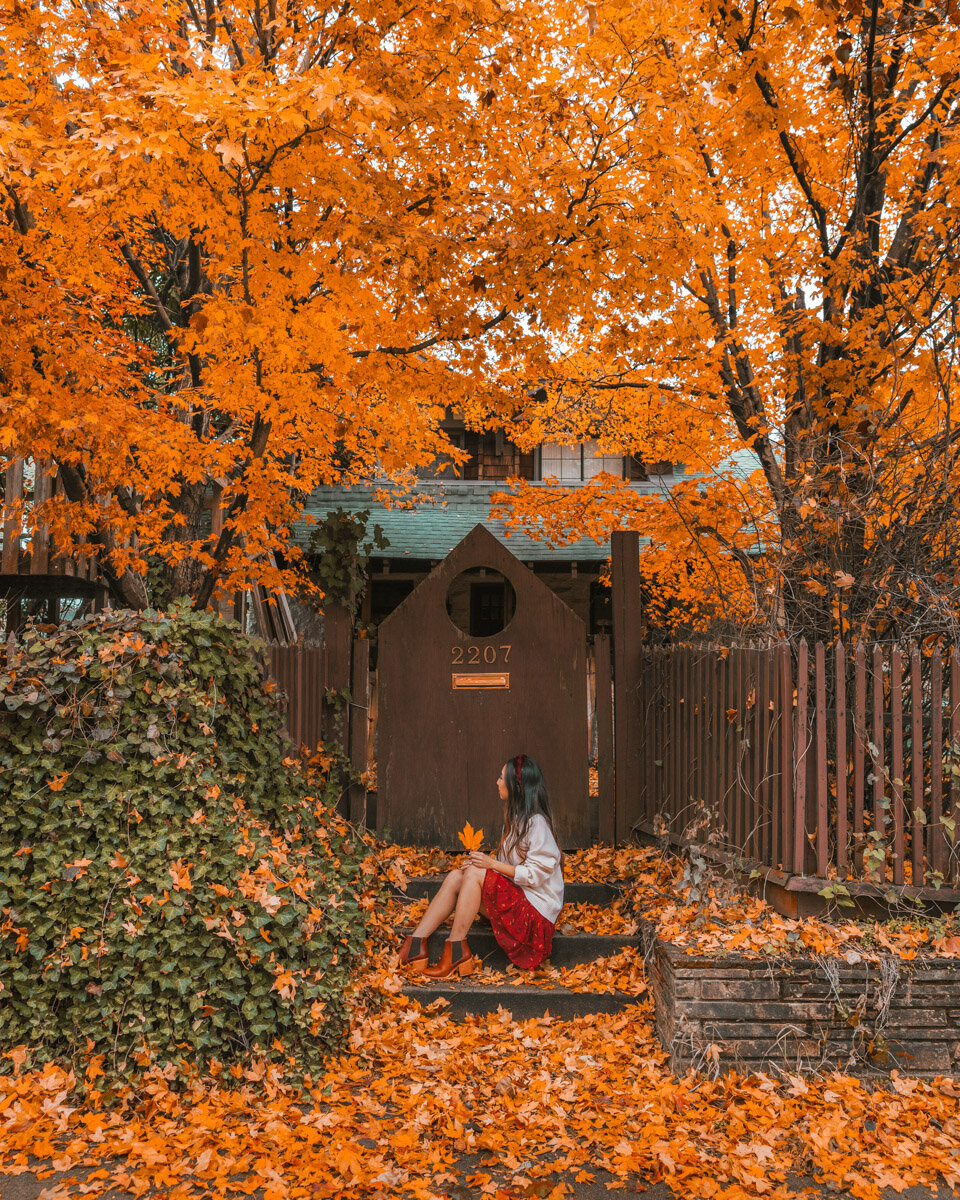 Vibrant fall foliage in Little Rock, Arkansas, showcasing the autumn colors of trees in November.