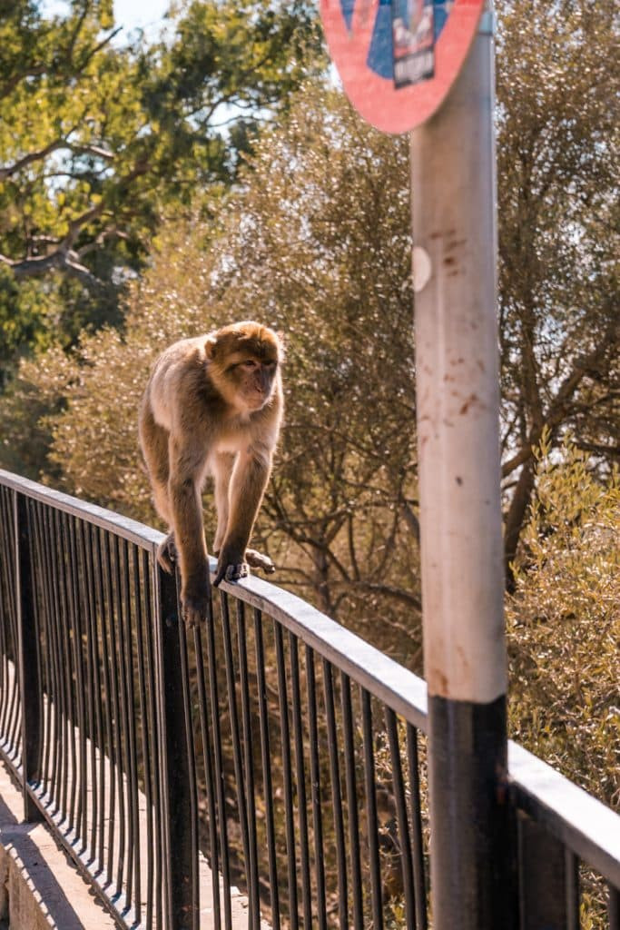 A Barbary macaque monkey sitting on a stone wall in Gibraltar, with the sea visible in the background.