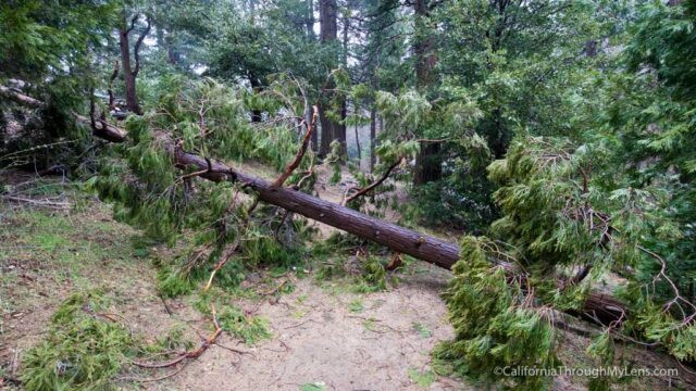 Fallen tree across the Heart Rock Trail after a storm