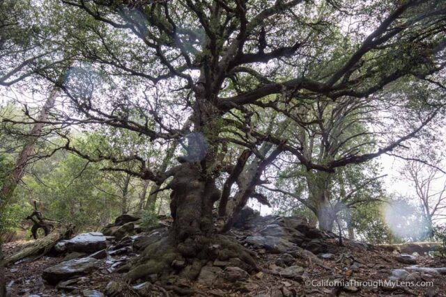 Trail split marked by a large tree on the path to Heart Rock