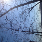 Scenic overlook at High Rocks Park with bare trees