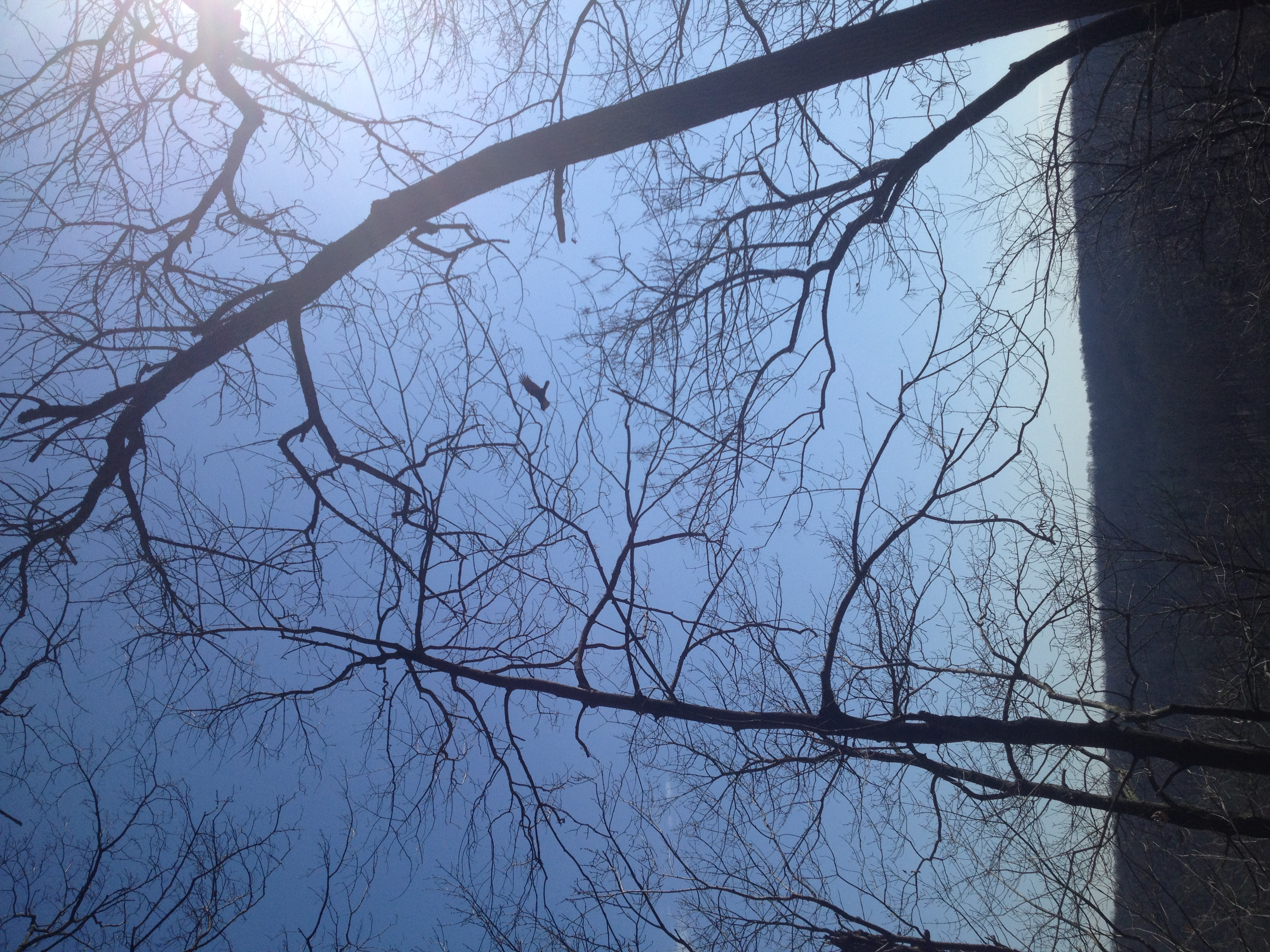 Scenic overlook at High Rocks Park with bare trees