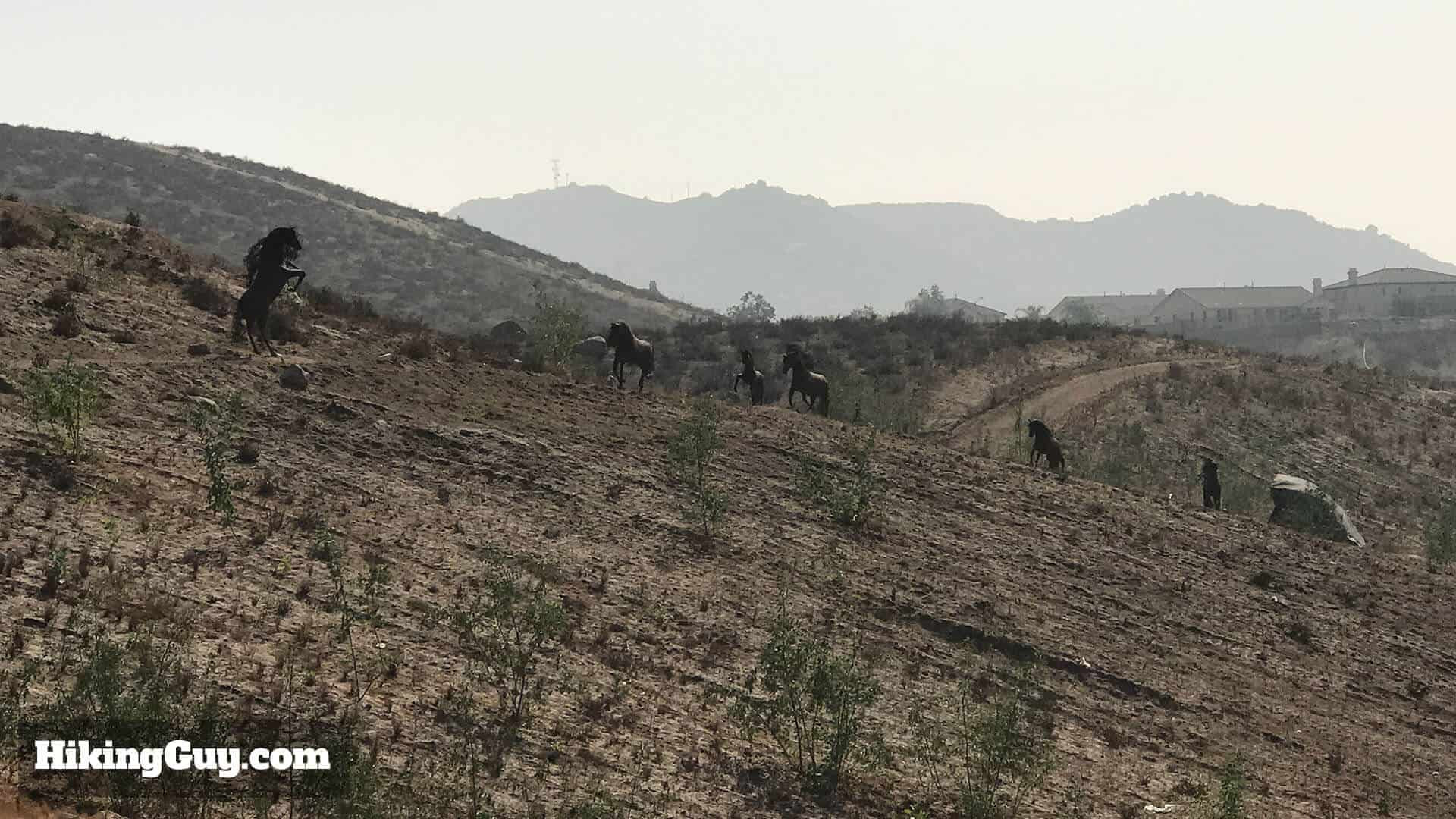 Horse Sculptures near Pumpkin Rock Trail: Discover these horse sculptures on a slight detour from the main Pumpkin Rock trail, adding an artistic touch to the hike.