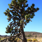 A vast landscape of Joshua Trees in Joshua Tree National Park.