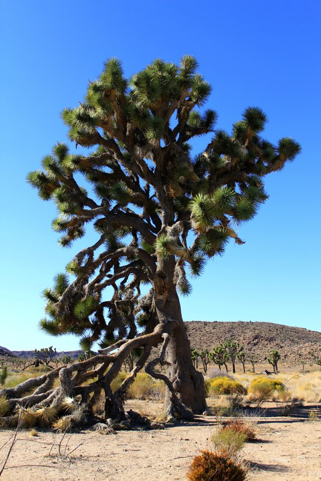 A vast landscape of Joshua Trees in Joshua Tree National Park.