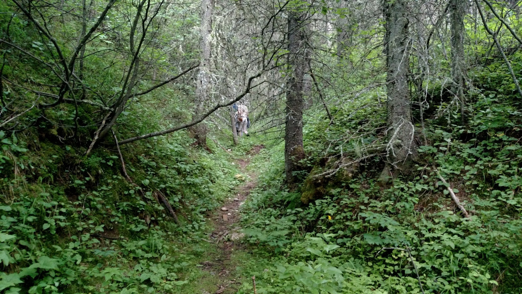 An unmaintained trail leading into a dense gulch near Frog Rock.