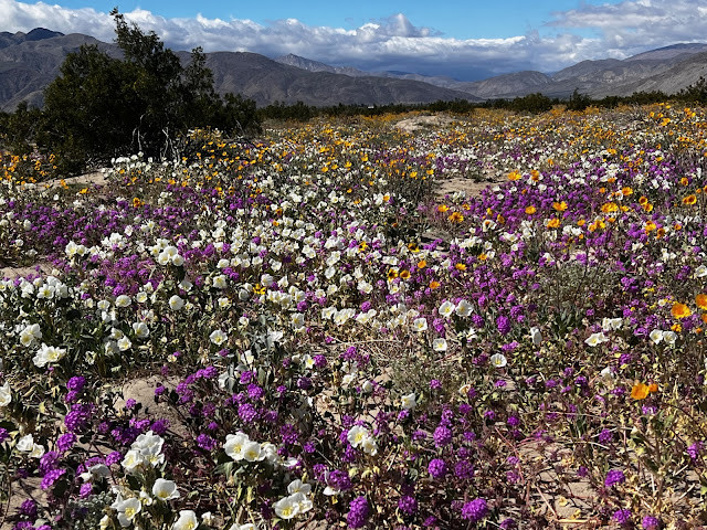 Vast Carpet of Wildflowers in Henderson Canyon, Anza Borrego