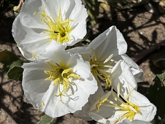 Expansive Field of Desert Wildflowers at Anza Borrego