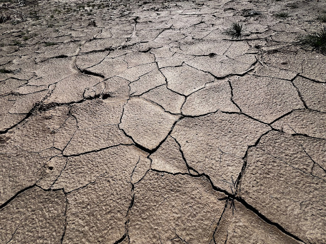 Cracked Desert Earth Giving Way to Wildflower Blooms