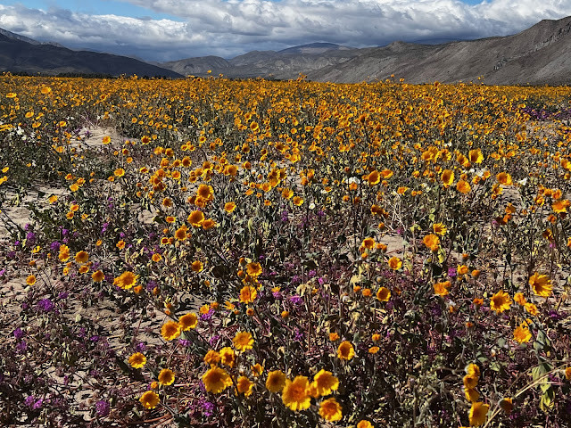 Windy Conditions in a Desert Wildflower Field