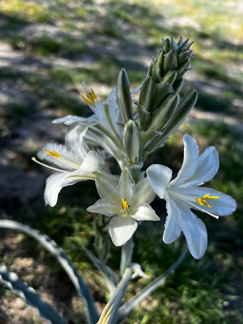 Elegant Desert Lily Wildflower in Bloom