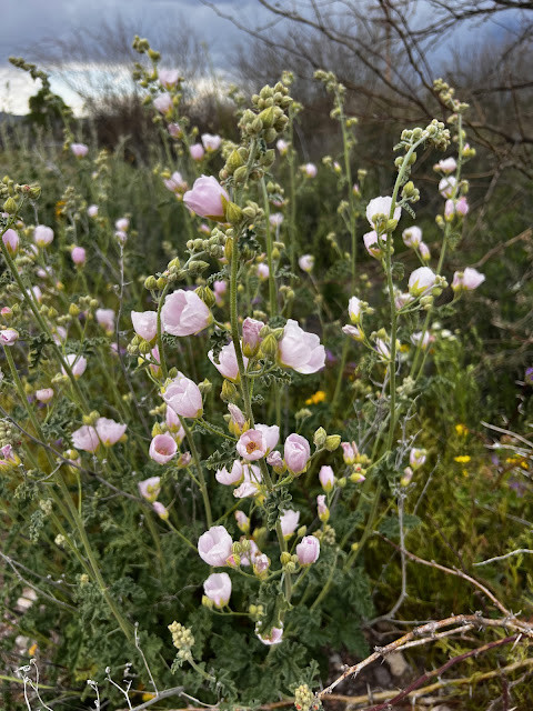 Close-up of Arizona Lupin Wildflower Details