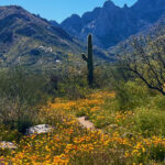 Prolific Mexican Gold Poppies and Desert Wildflowers
