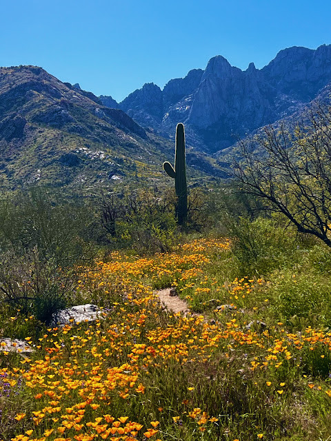 Prolific Mexican Gold Poppies and Desert Wildflowers