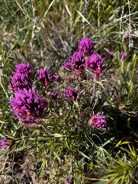 Owl's Clover Wildflowers Accentuate a Desert Landscape