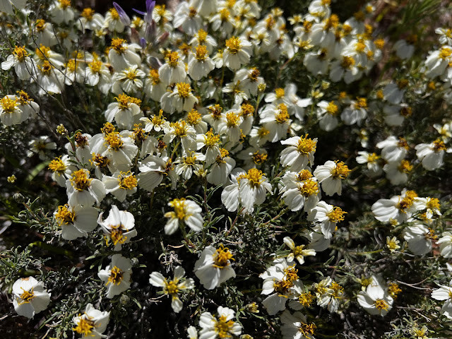 Abundant Cream Cups Wildflowers in Full Bloom