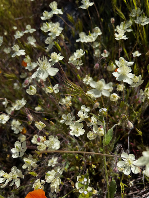 Cream Cups Wildflowers Blooming in a Desert Meadow