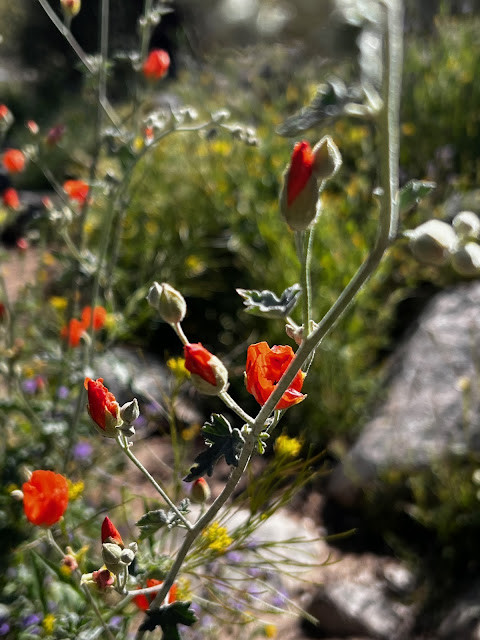 Mallow Wildflower in the Desert Landscape