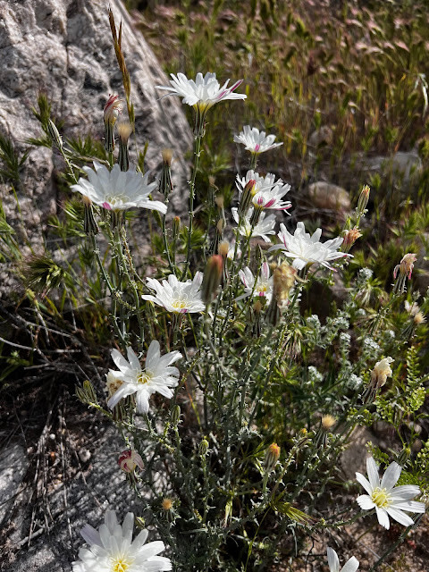 Desert Chicory Wildflowers Clustered Together