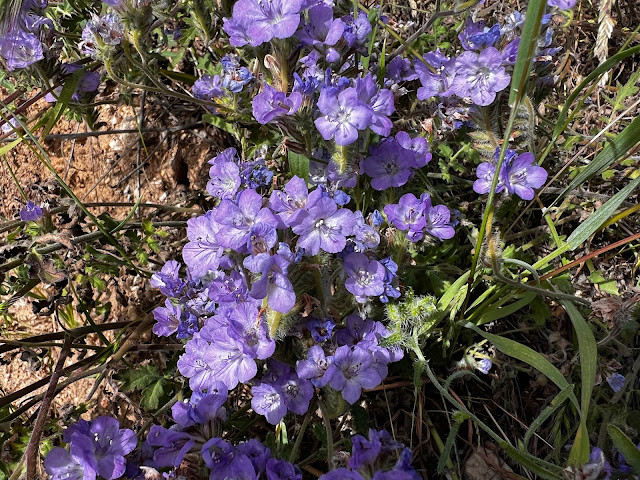 Masses of Scorpion Weed Wildflowers in Bloom